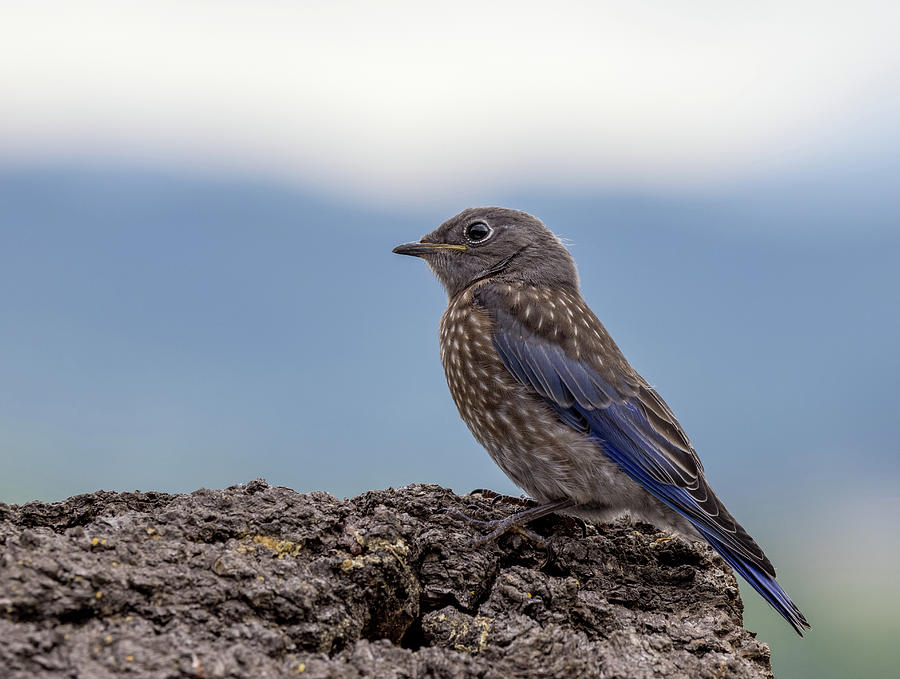 Baby Bluebird Waiting Photograph by Jean Noren