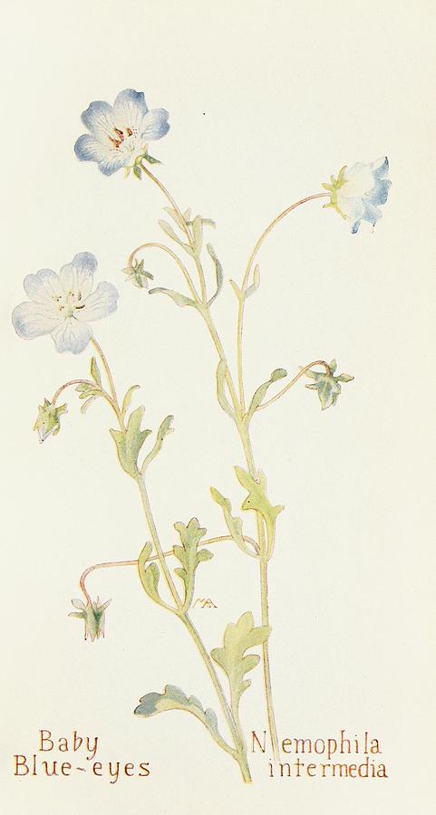 Flower Drawing - Baby Blueeyes  by Margaret Armstrong American