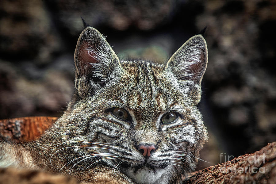 Baby Bobcat, Cat,  Photograph by David Millenheft