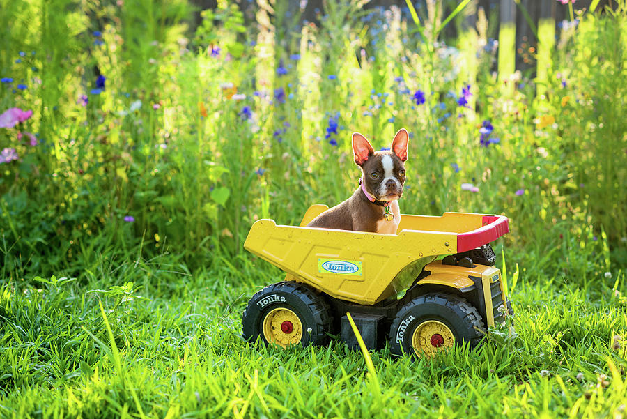 Baby Boston Photograph by Amanda De Vos | Fine Art America