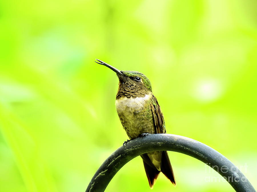 Baby Boy Ruby-Throated Hummingbird Photograph by Eunice Miller