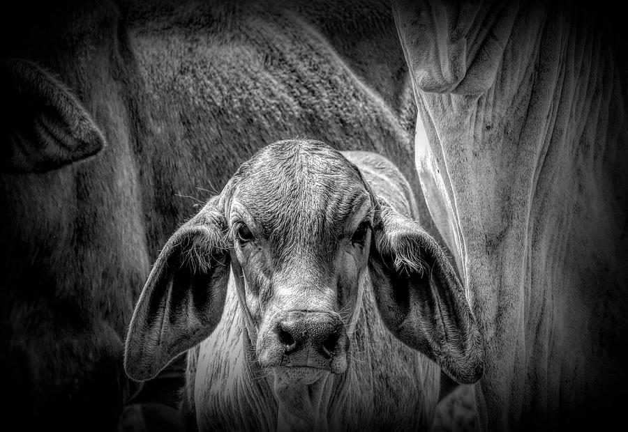 Black And White Photograph - Baby Brahman Calf Black And White by Joan Stratton