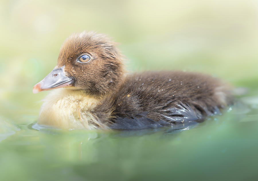Baby Brown Duckling At The Lake Photograph by Jordan Hill