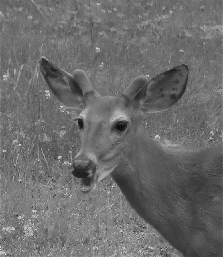 Baby Buck Smiles-black and white Photograph by Mike Breau