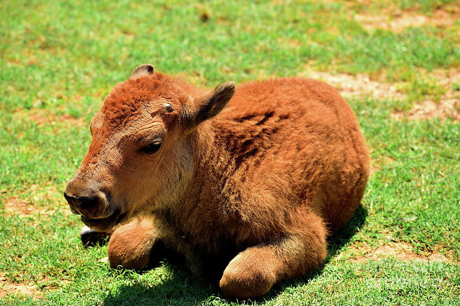 Buffalo Photograph by Bailey Maier