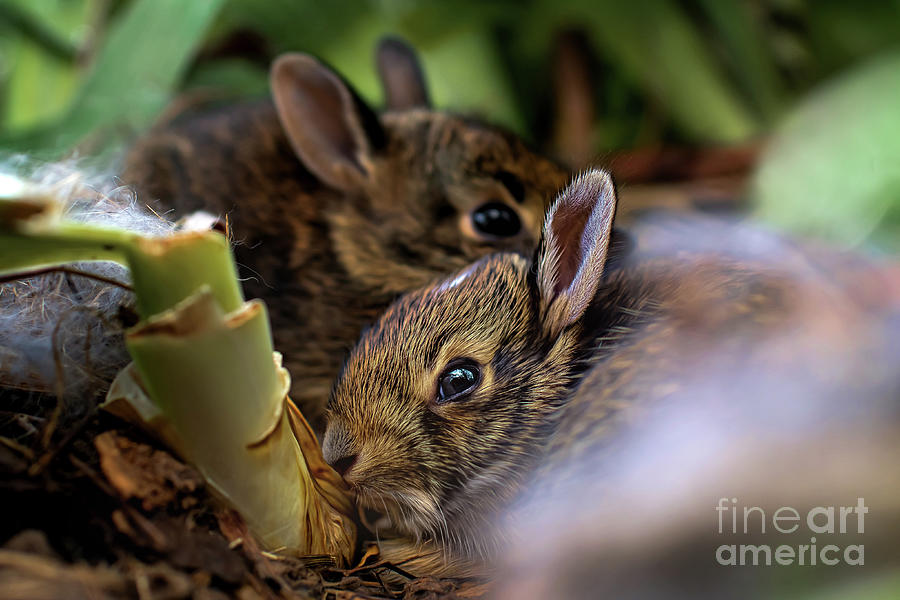 Baby Bunnies  Photograph by Amy Dundon