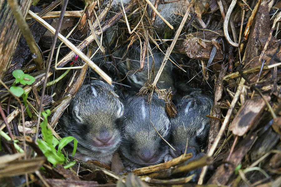 Baby Bunnies Photograph by Brook Burling