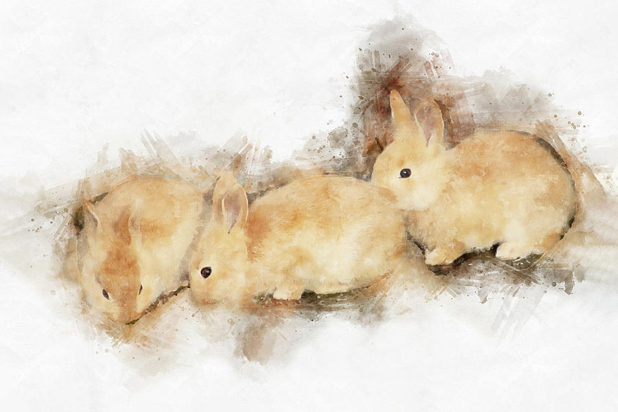 Baby Bunnies - The Art of Cuteness Photograph by Peggy Collins