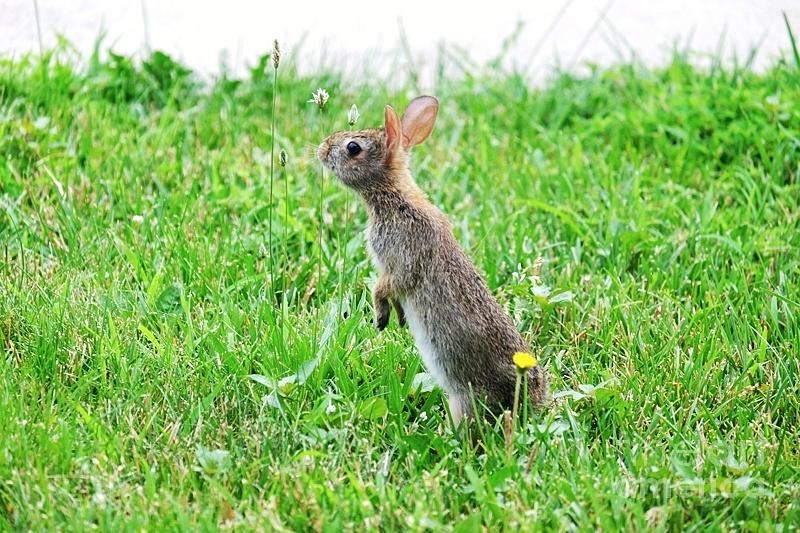 Baby Bunny in Backyard Photograph by Janny Klemm - Fine Art America