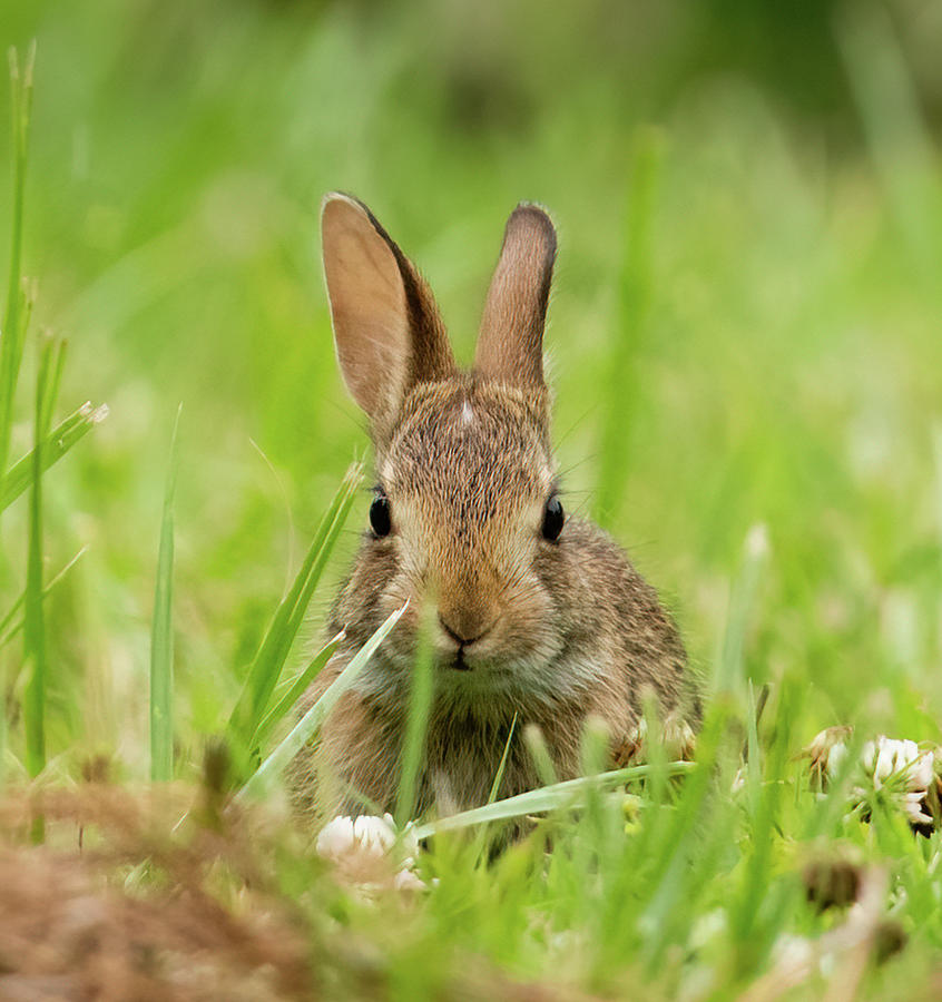 Baby Bunny Photograph by Rachel Morrison - Fine Art America