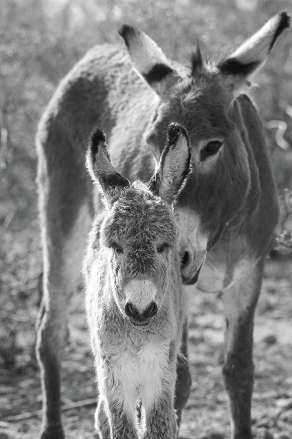 Baby Burro in B/W Photograph by Mary Hone