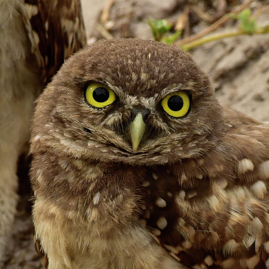 Baby Burrowing Owl Photograph by Cindy McIntyre