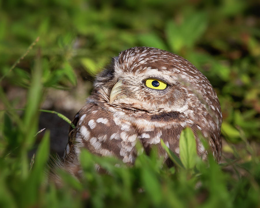 Baby Burrowing Owl Photograph by Mark Andrew Thomas