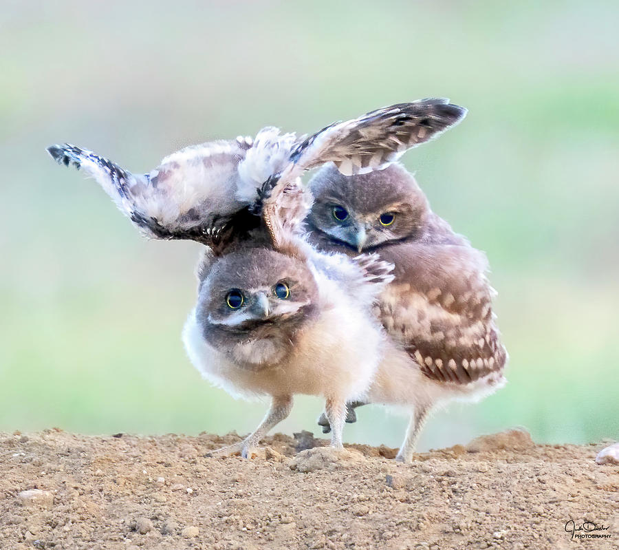 Baby Burrowing Owl Siblings Photograph