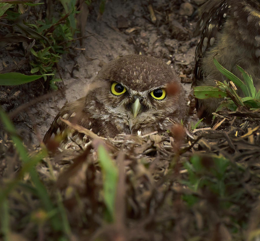 Baby Burrowing Owl With Moon Eyes Photograph by Cindy McIntyre