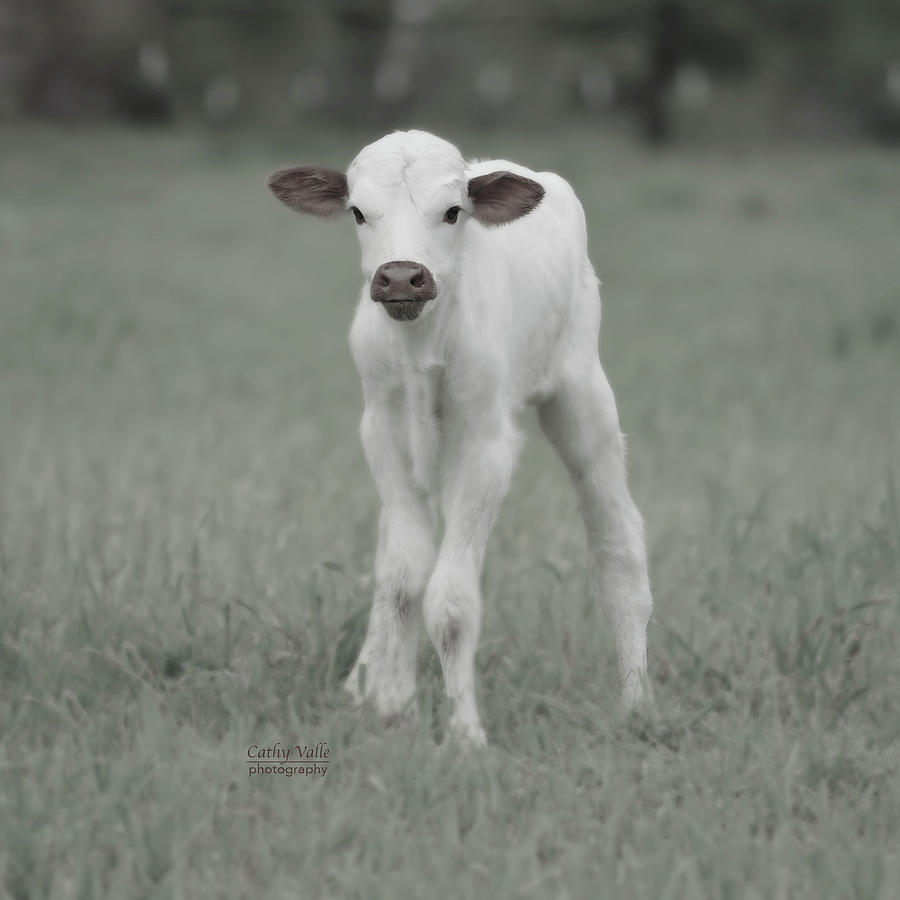 Baby Calf Photograph by Cathy Valle