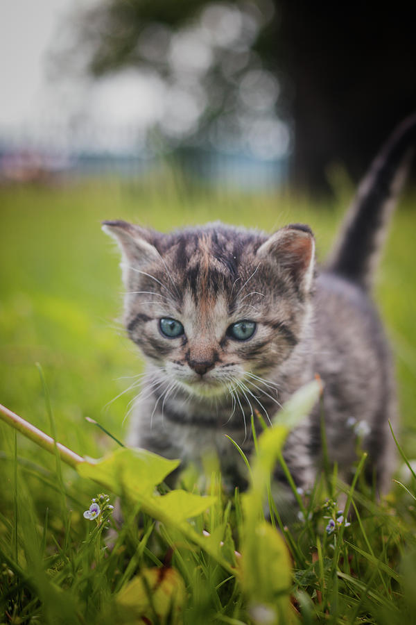 Baby Cat Explore The World Photograph