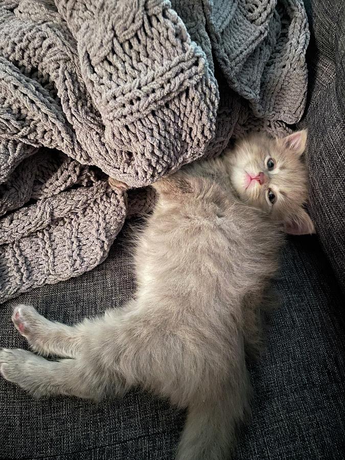 Baby Cat Pink Nose Photograph by Tiffany Barker | Fine Art America