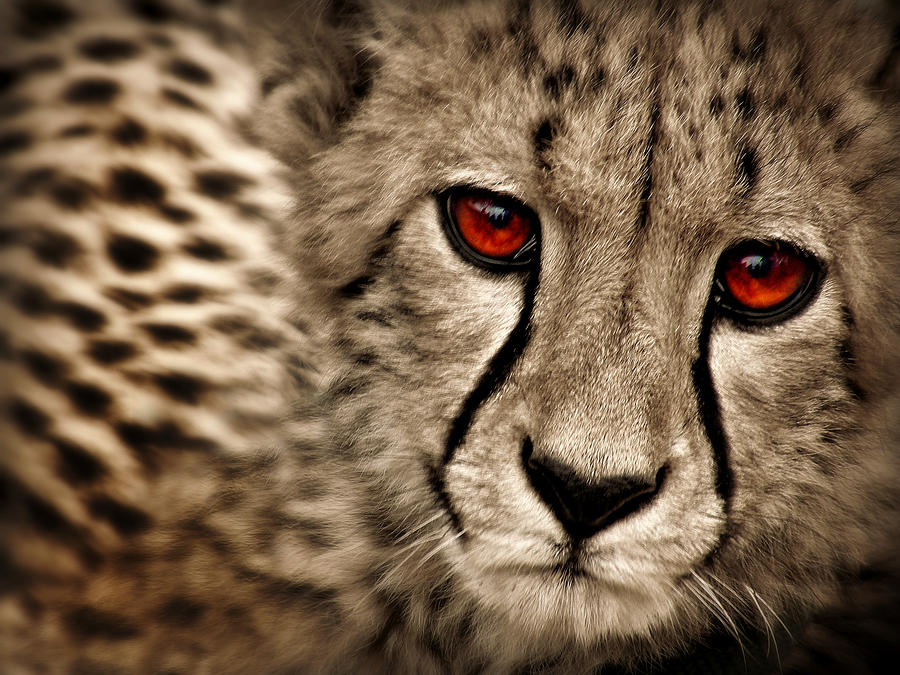 Baby Cheetah Photograph by Micki Findlay