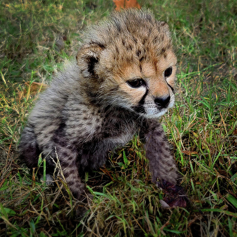 Baby Cheetah Photograph by Tim Leimkuhler - Fine Art America