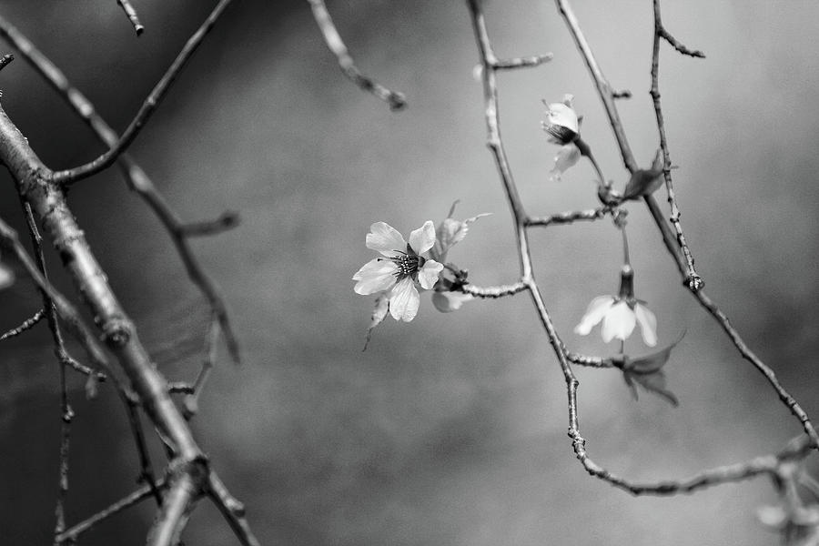 Baby Cherry Blossom BW Photograph by Carrie Ann Grippo-Pike