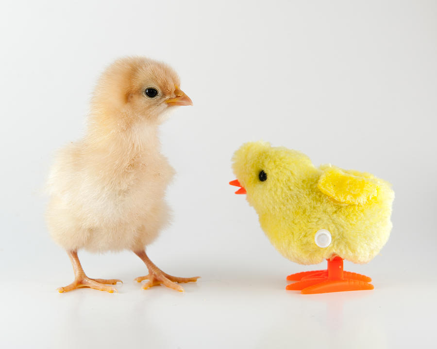 Baby Chick And Toy Chick Photograph by British Modern Photography