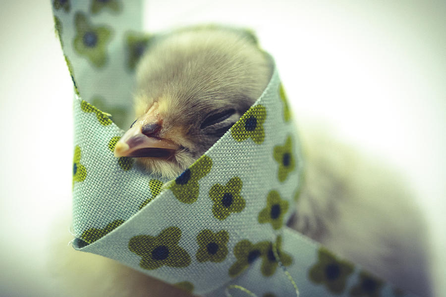 Baby Chick Dressed and Napping Photograph by Ada Weyland