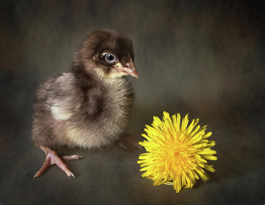 Baby Chick with Dandelion Photograph by Tracy Munson