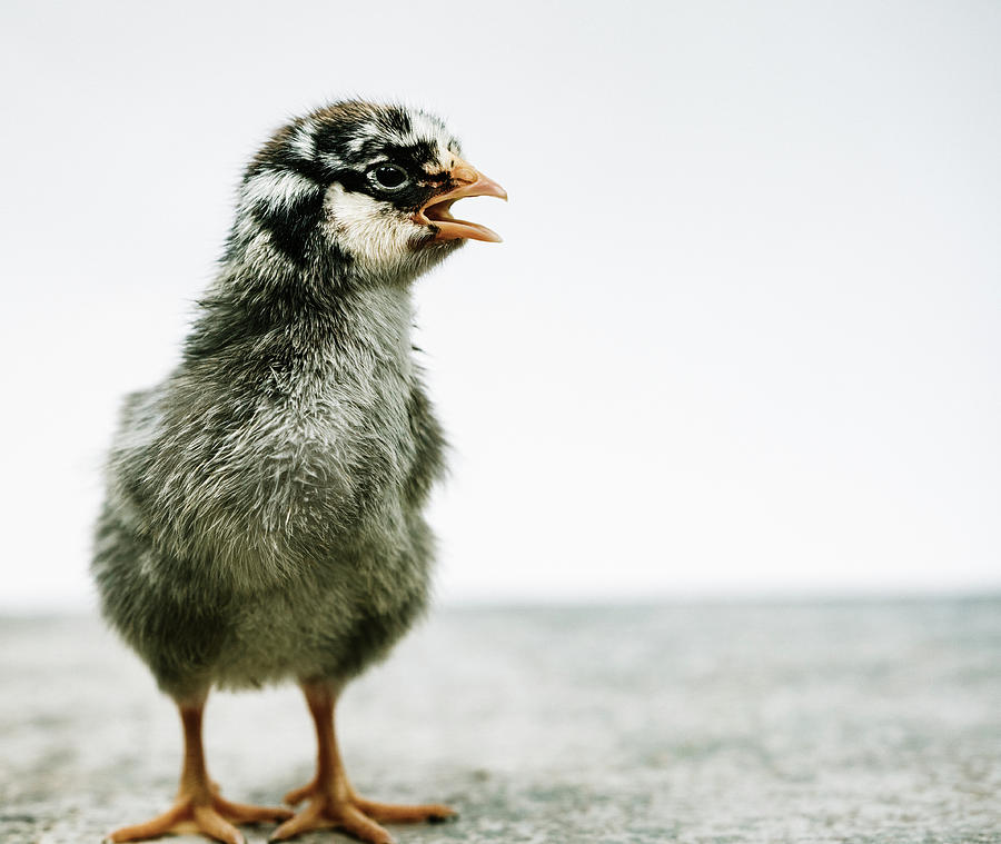 Baby Chicken Clucking Photograph by Ada Weyland