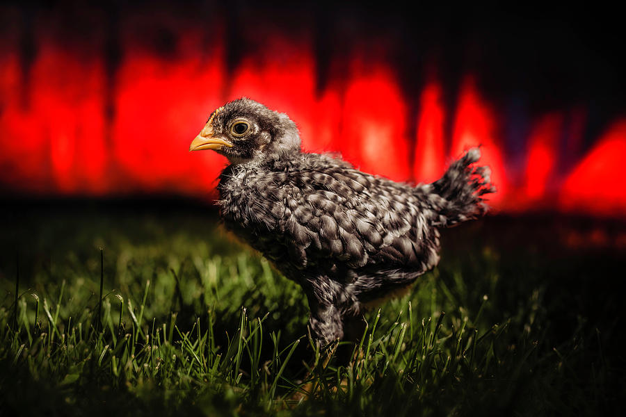Baby Chickn Photograph by Nicole Engstrom