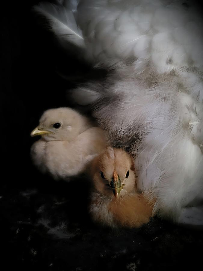 Baby Chicks  Photograph by Ally White