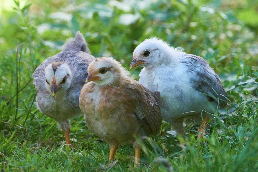 Baby Chicks Photograph by Paul Freidlund