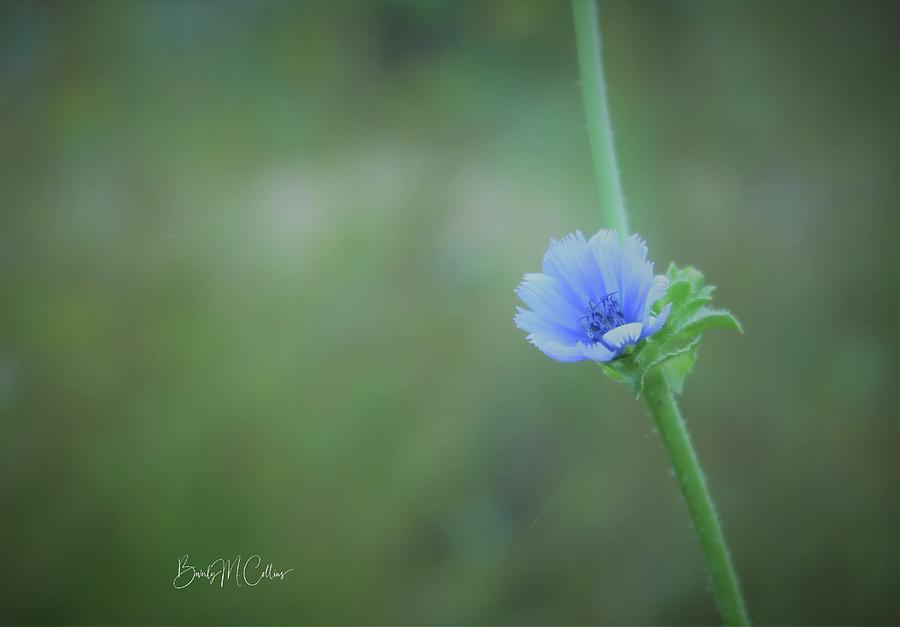 Baby Chicory Flower Photograph by Beverly M Collins
