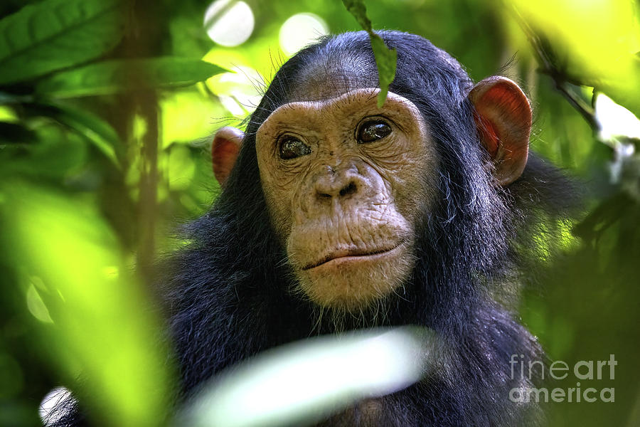 Baby chimpanzee Photograph by Jane Rix