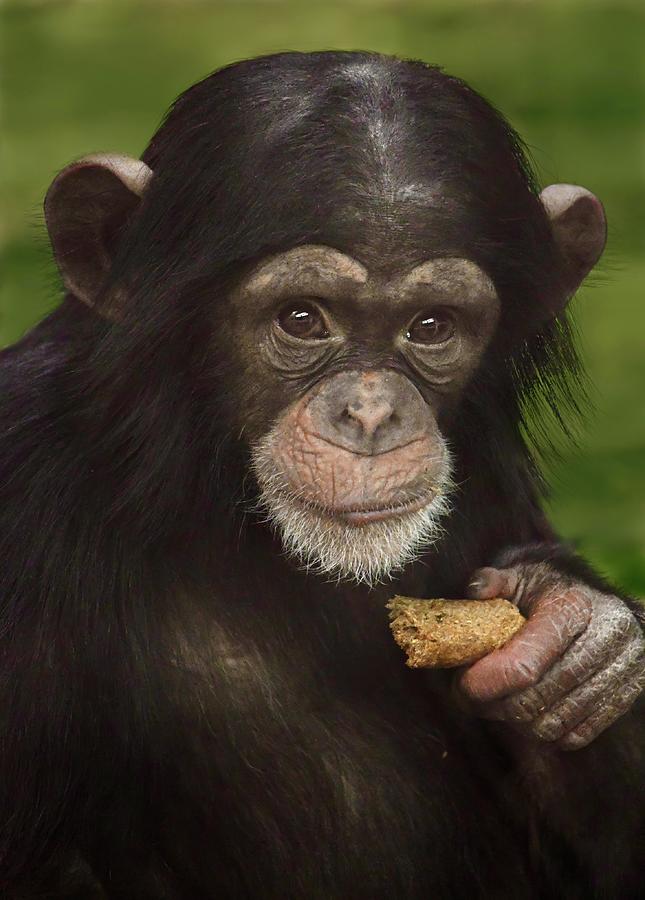 Baby Chimpanzee with a Snack Photograph by Richard Bryce and Family