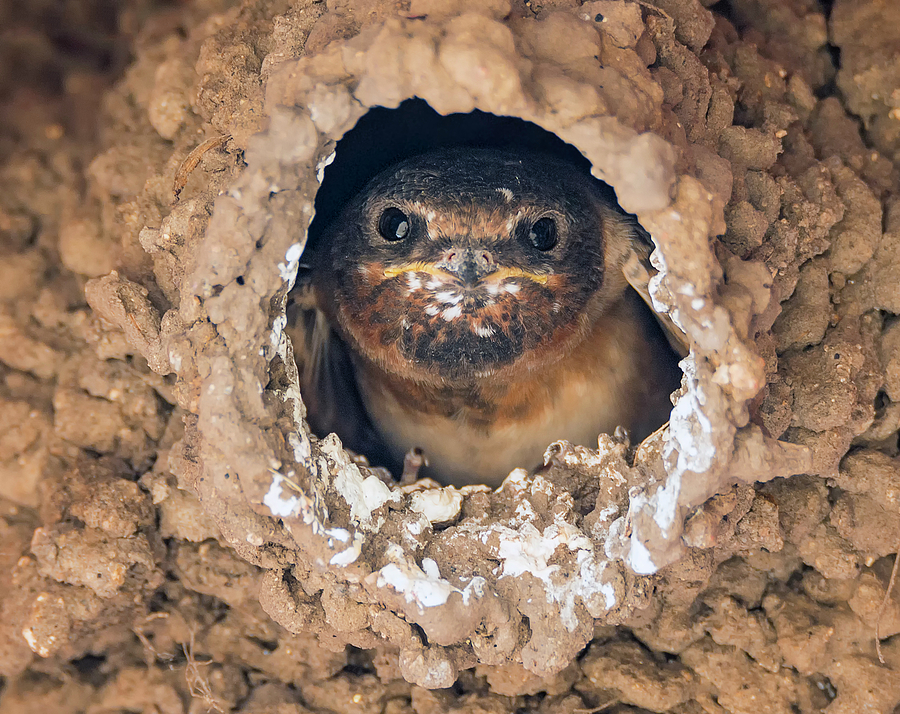 Baby Cliff Swallow Photograph by Loree Johnson