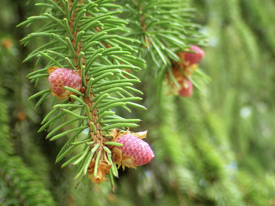 Baby Cones 1 Photograph by Joseph A Langley - Fine Art America