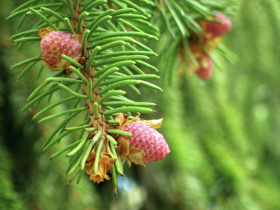 Baby Cones 3 Photograph by Joseph A Langley - Fine Art America