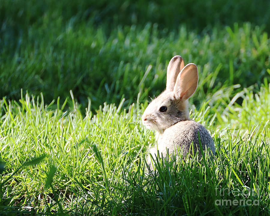 Baby Cottontail Bunny Photograph by Doug Gist