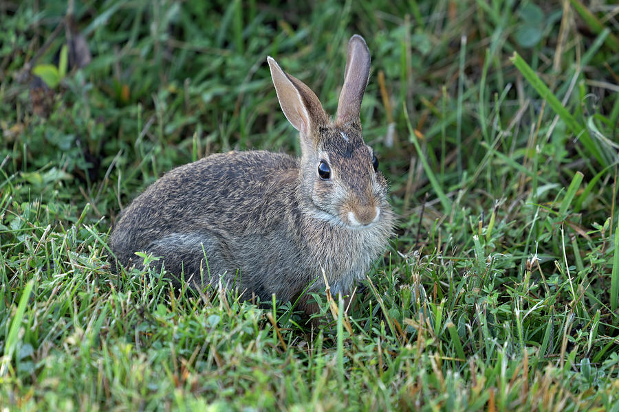 Baby Cottontail Rabbit Photograph by Jack Nevitt