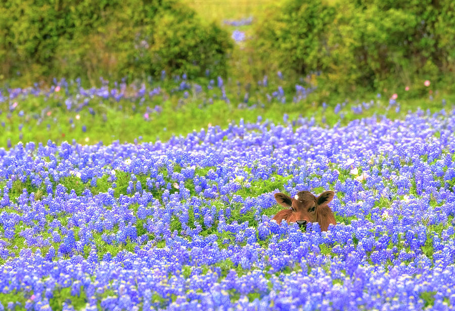 Baby Cow in the Bluebonnets Photograph by JC Findley