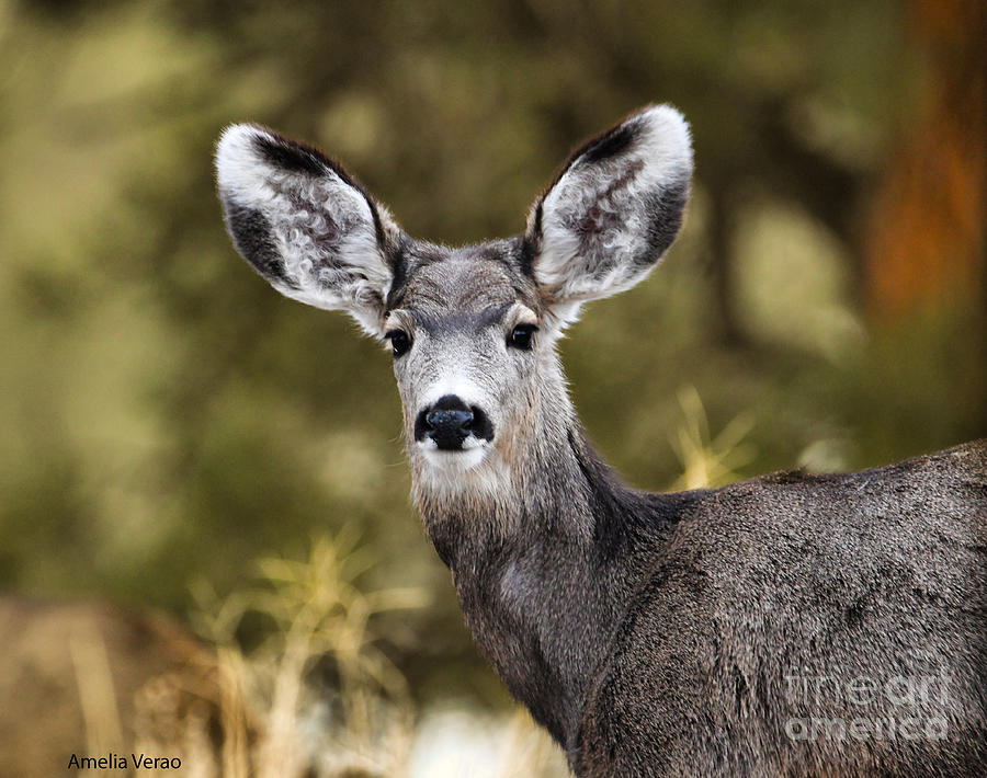 Baby Deer 1 Photograph by Metaphor Photo Baby Deer 1 Photograph by Metaphor Photo