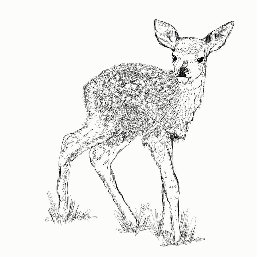 How to Draw a Baby Deer aka Fawn (Zoo Animals) Step by Step |  DrawingTutorials101.com