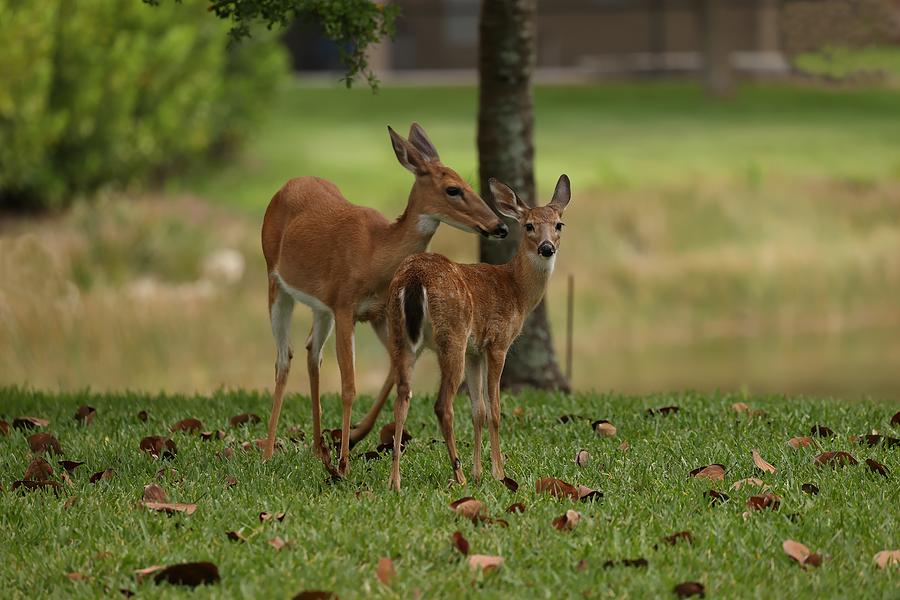 Baby Deer Photograph by Mingming Jiang
