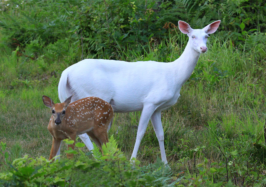 Baby deer with mother deer in forest Photograph by Photos by Michael Crowley