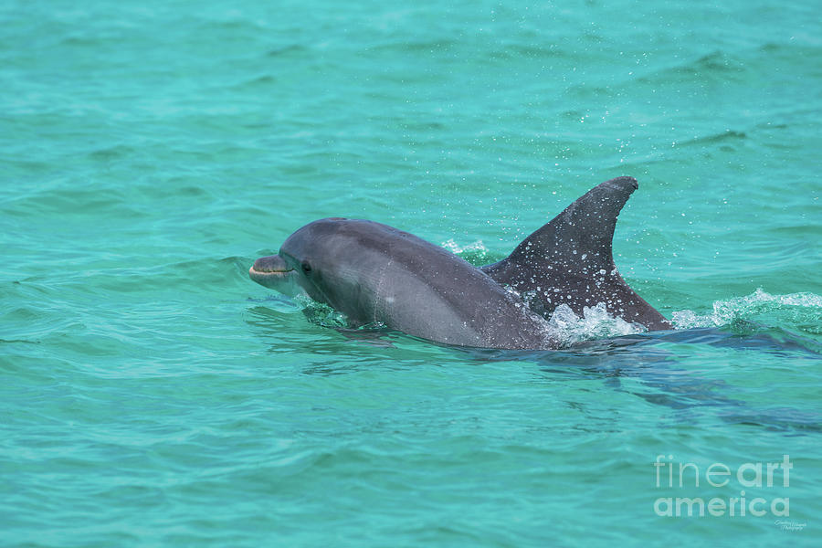 Baby Dolphin By Mom Photograph by Jennifer White
