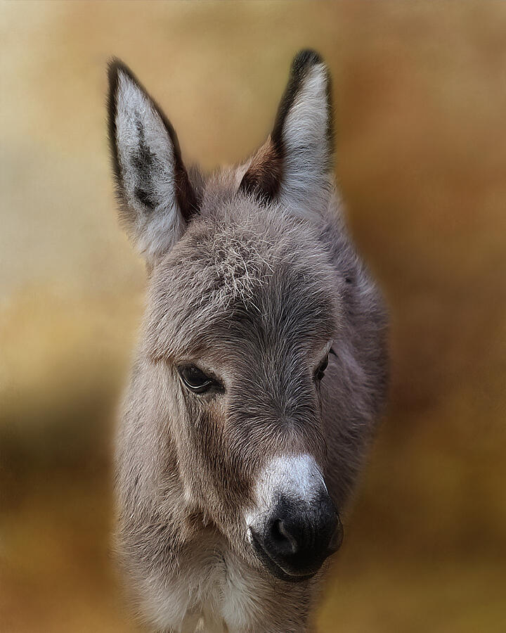 Baby Donkey Digital Art by TnBackroadsPhotos