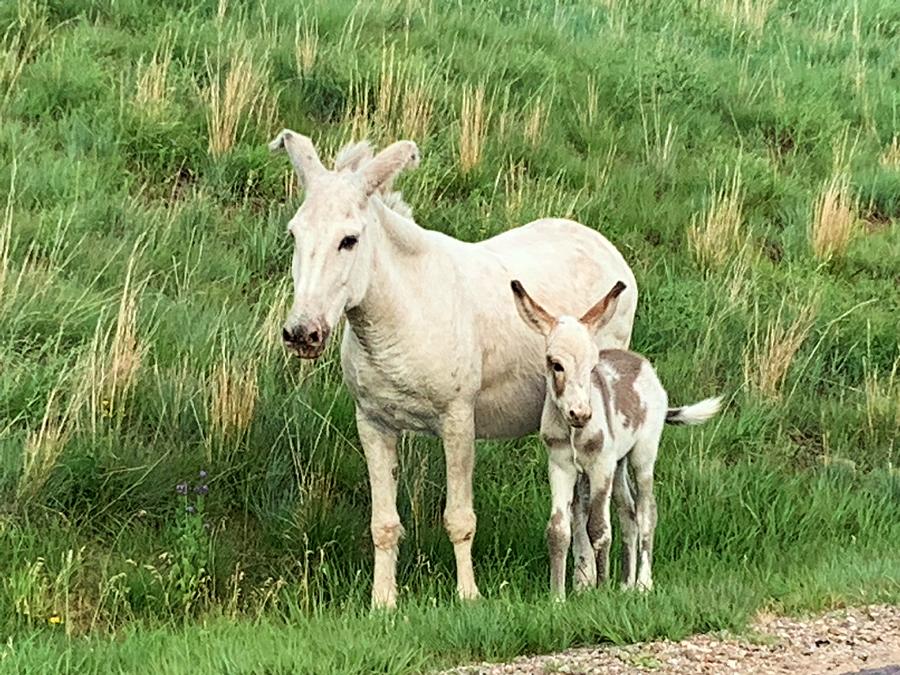 Baby Donkey with Mama Photograph by Donna Rote | Fine Art America