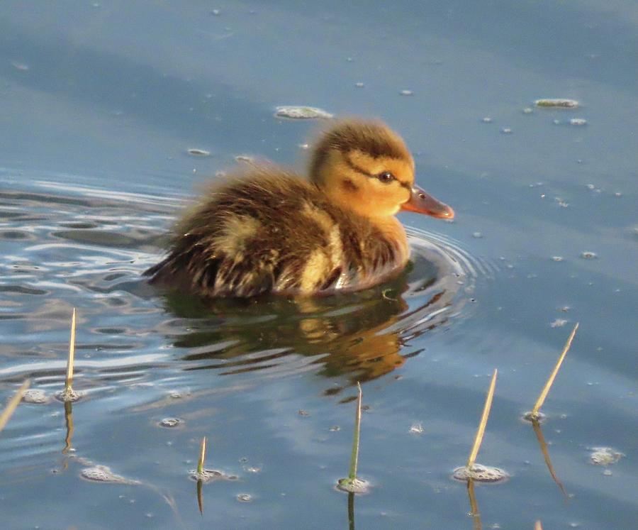 Baby duck at sunset Photograph by Ann Kelly - Fine Art America