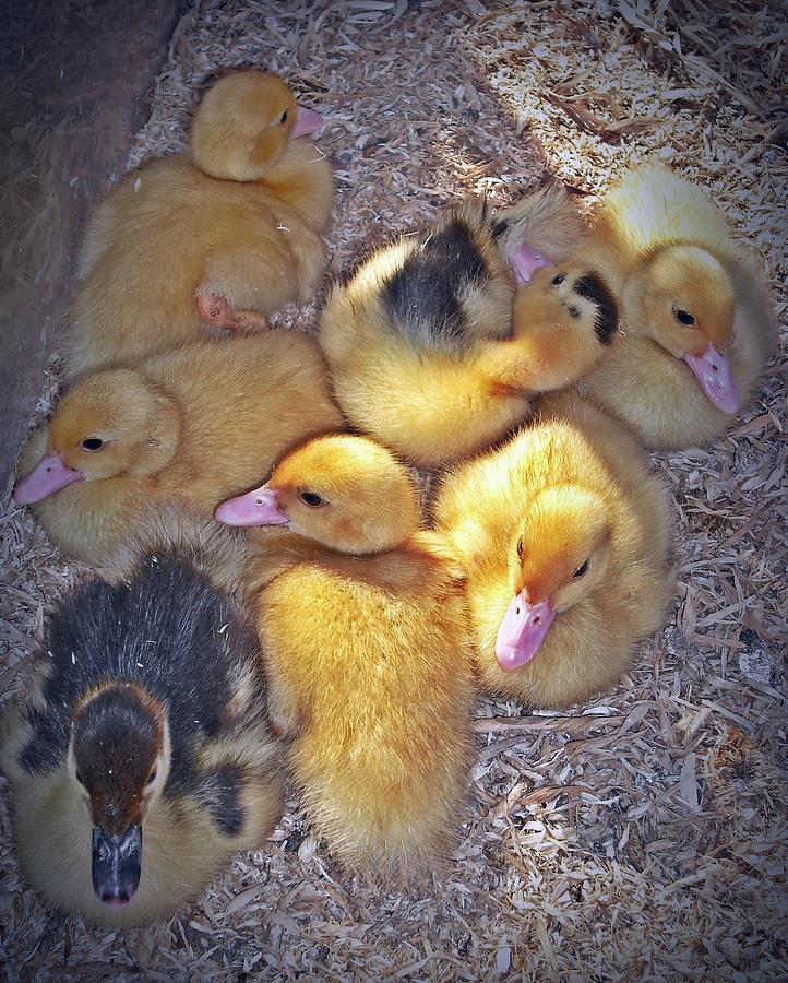 Baby　Duck　Huddle　Raber　Photograph　by　Sara　Pixels